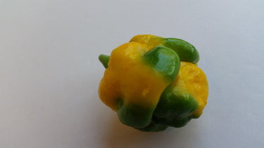 Moruga Scorpion Yellow - Seeds - The Pepper Pantry (Formerly Marie Sharp's)